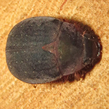 Trochalus species 1